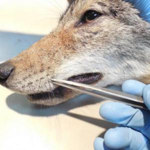 Using whiskers to understand diet